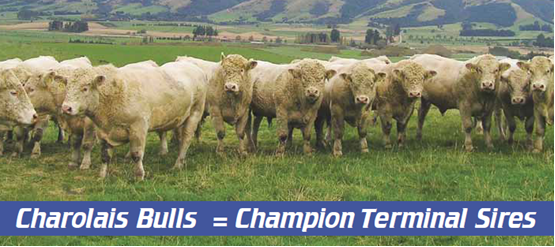 Champion sires